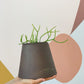 pot Alvin - Petit (plante de 4 po.) / Café