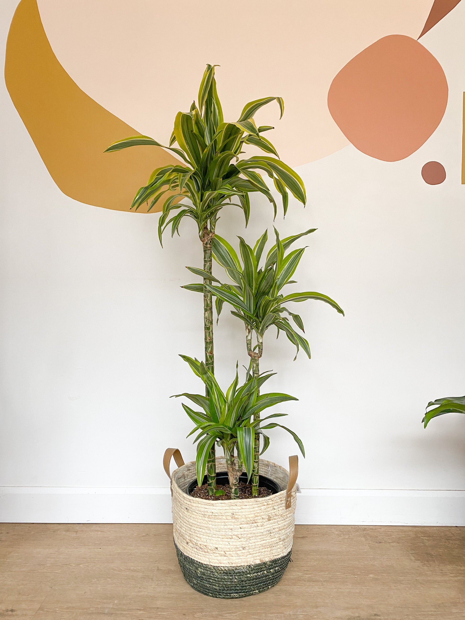 Dragan (Dracaena) - 10 po. sur tige