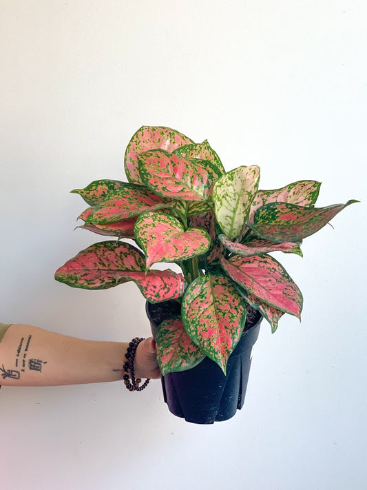 Valentine (Aglaonema) 6 Po.