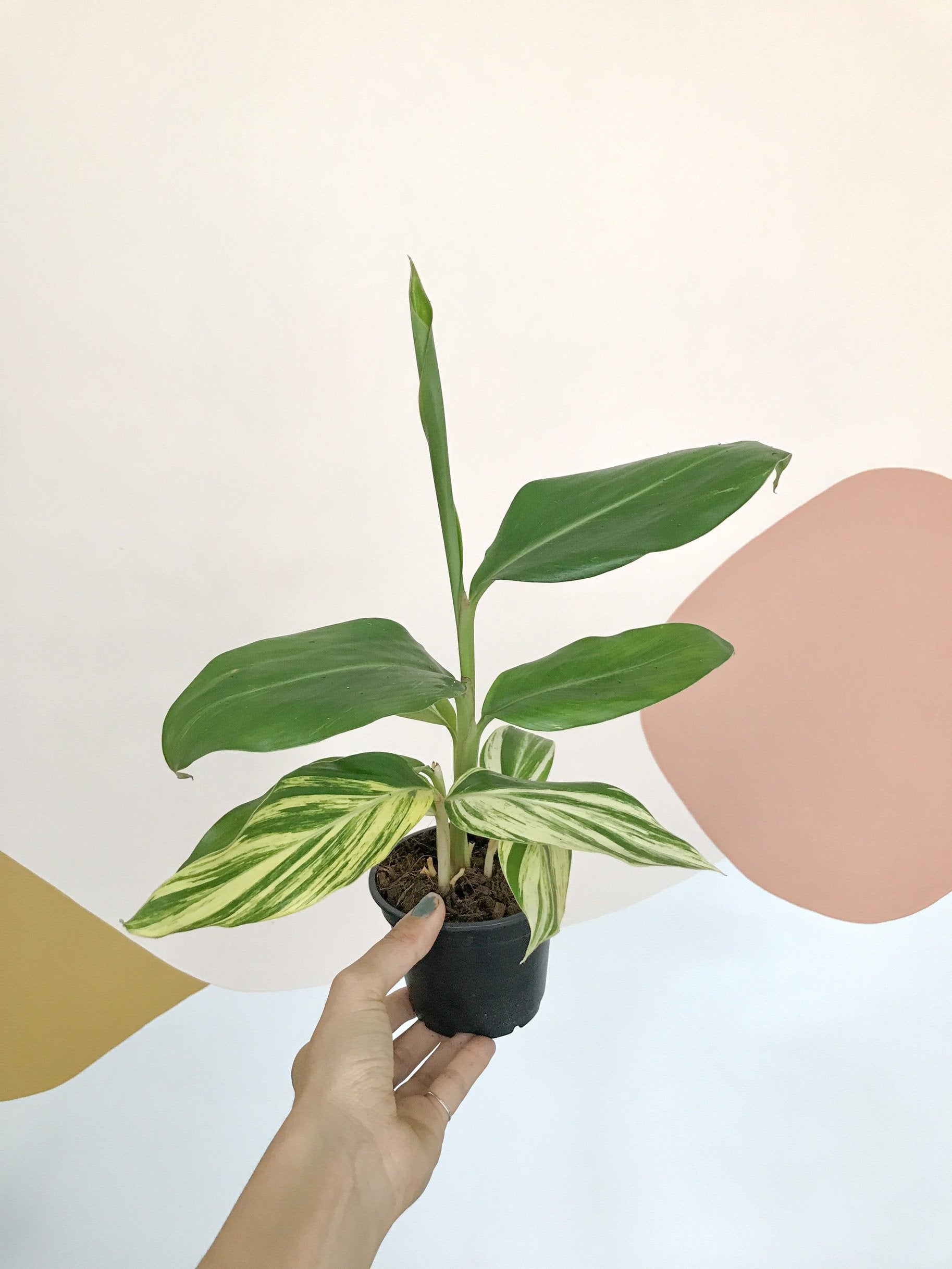 Ginger (Alpinia)