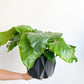 Musaica (Calathea) - 6 po.