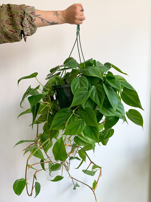 Philippe (Philodendron) 8 Po. Suspendu