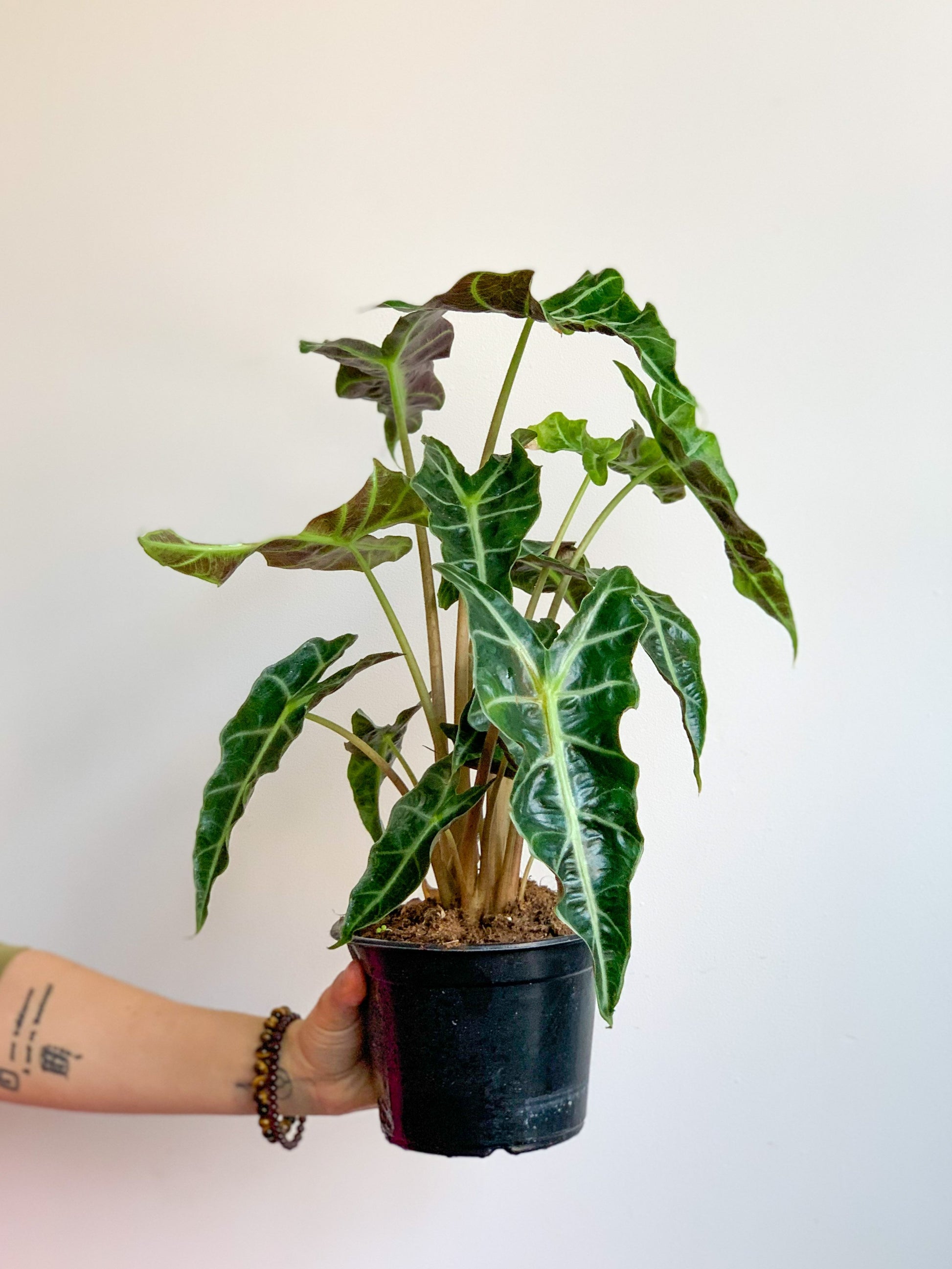 Polly (Alocasia) 6 Po.
