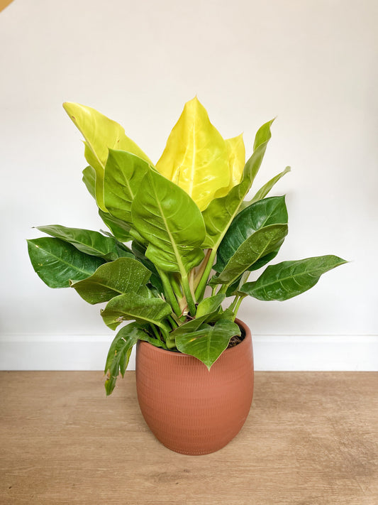 Philippin (Philodendron)