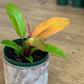 Philippine (Philodendron)