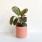 Cache Pot Cylindre - Rose