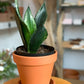 Pot En Terre Cuite Classique 5.9 Po. (15 Cm) / Sans Soucoupe Default