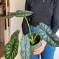 Dragos (Alocasia)