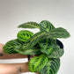 Marion (Maranta) 6 Po.