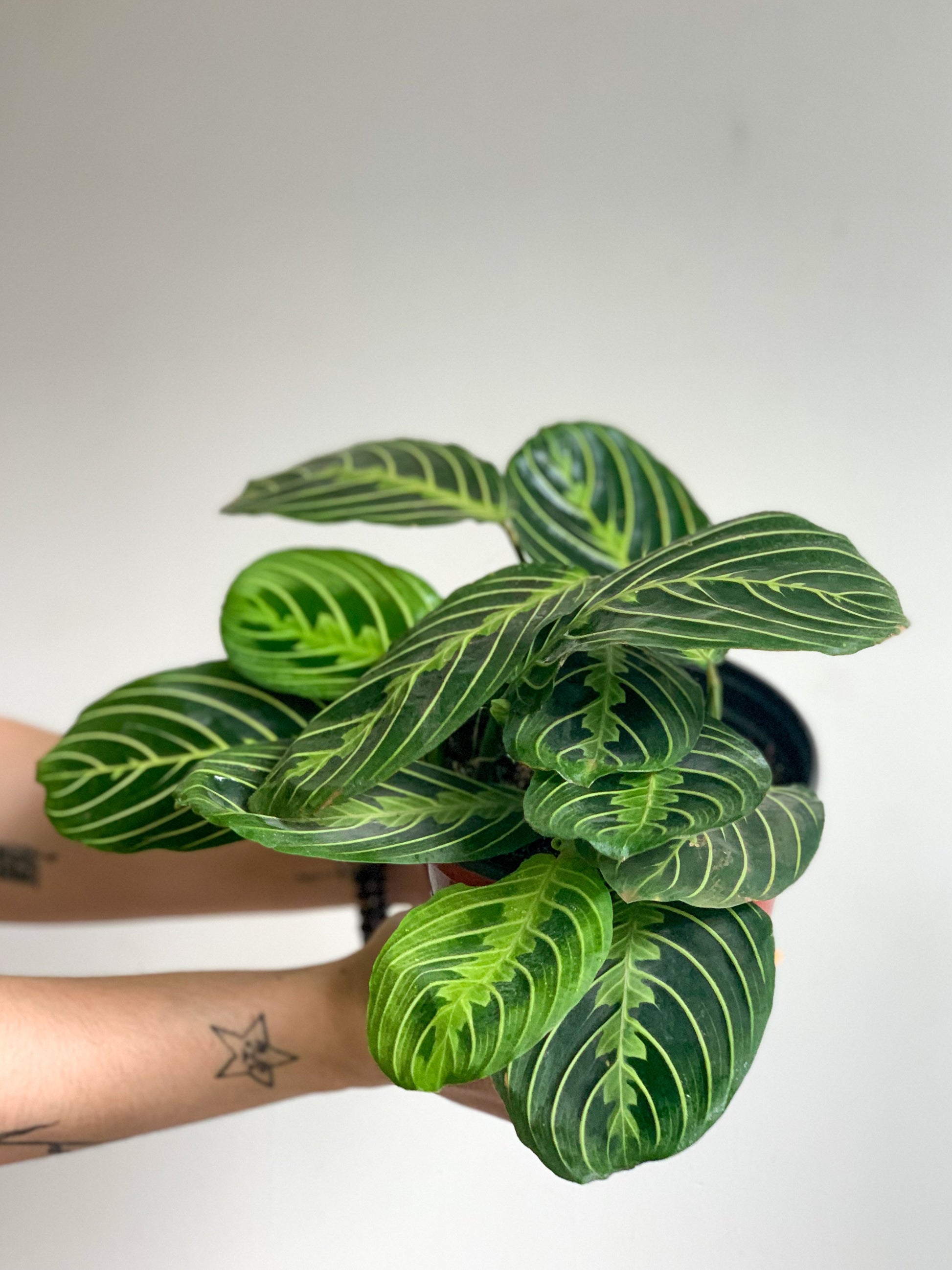 Marion (Maranta) 6 Po.