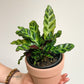Ron (Calathea)
