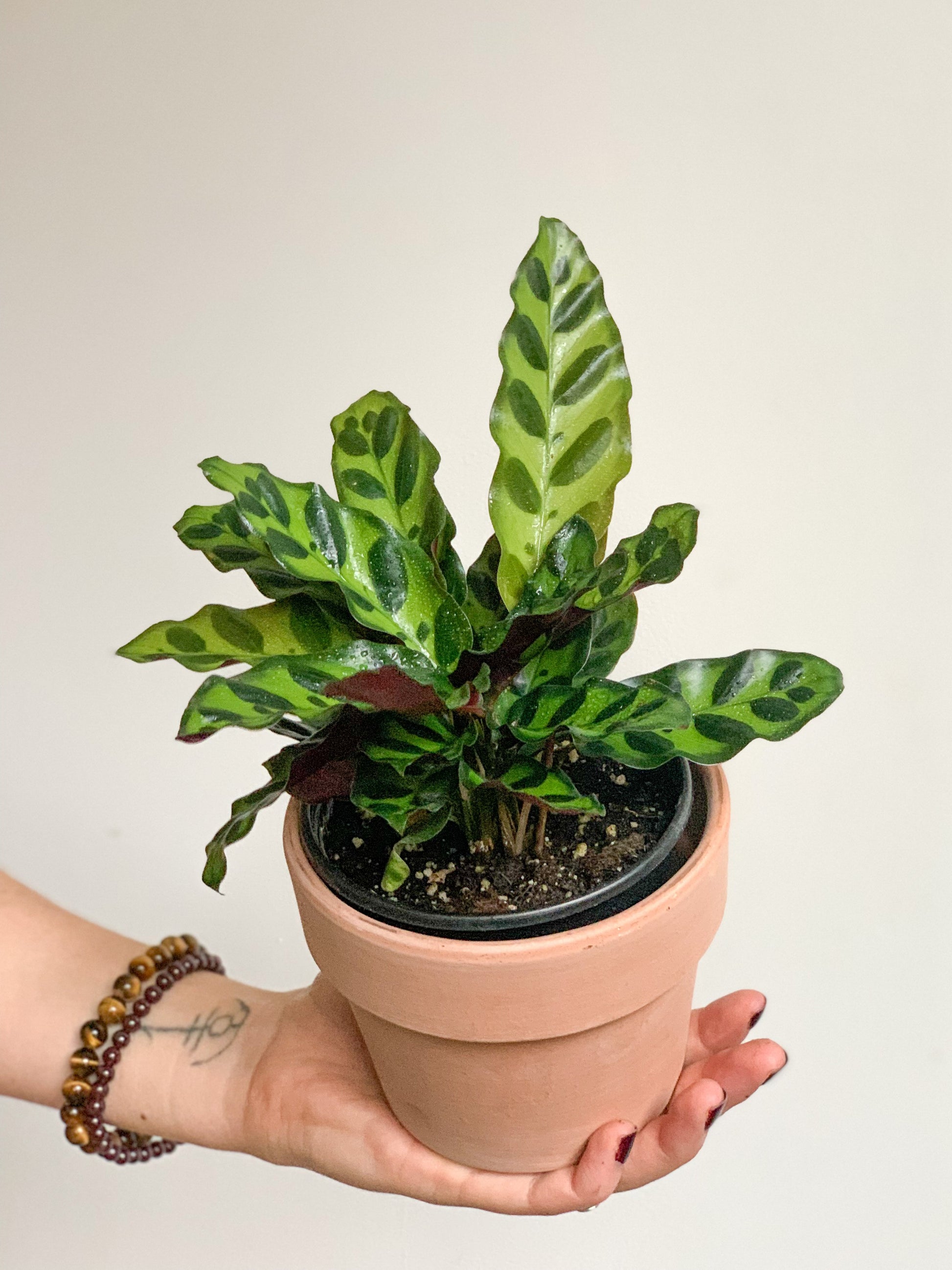 Ron (Calathea)