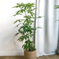 Patricia (Money Tree)