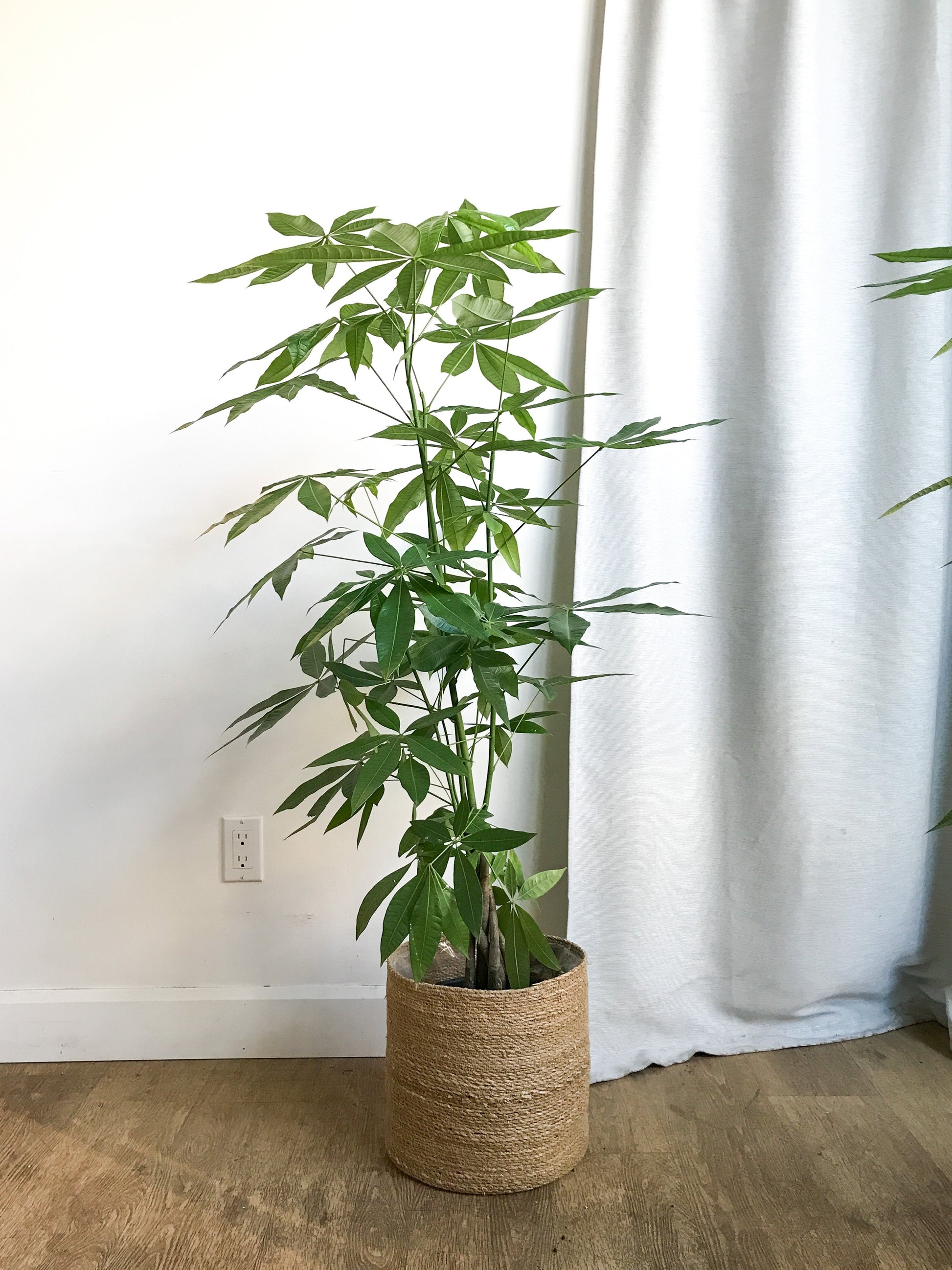 Patricia (Money Tree)