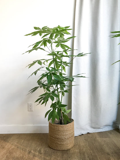 Patricia (Money Tree)