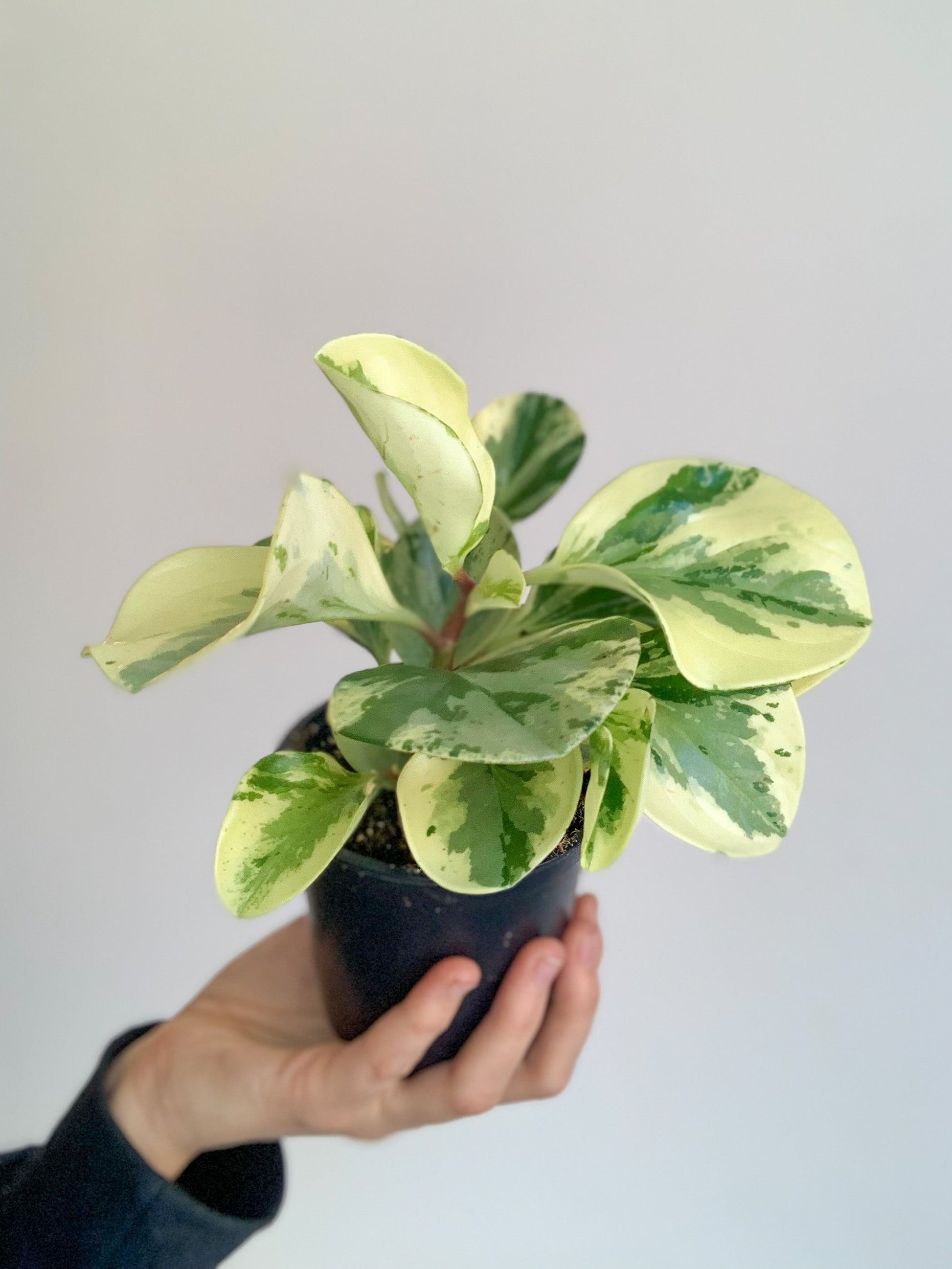 Olga (Peperomia) 4 Po.