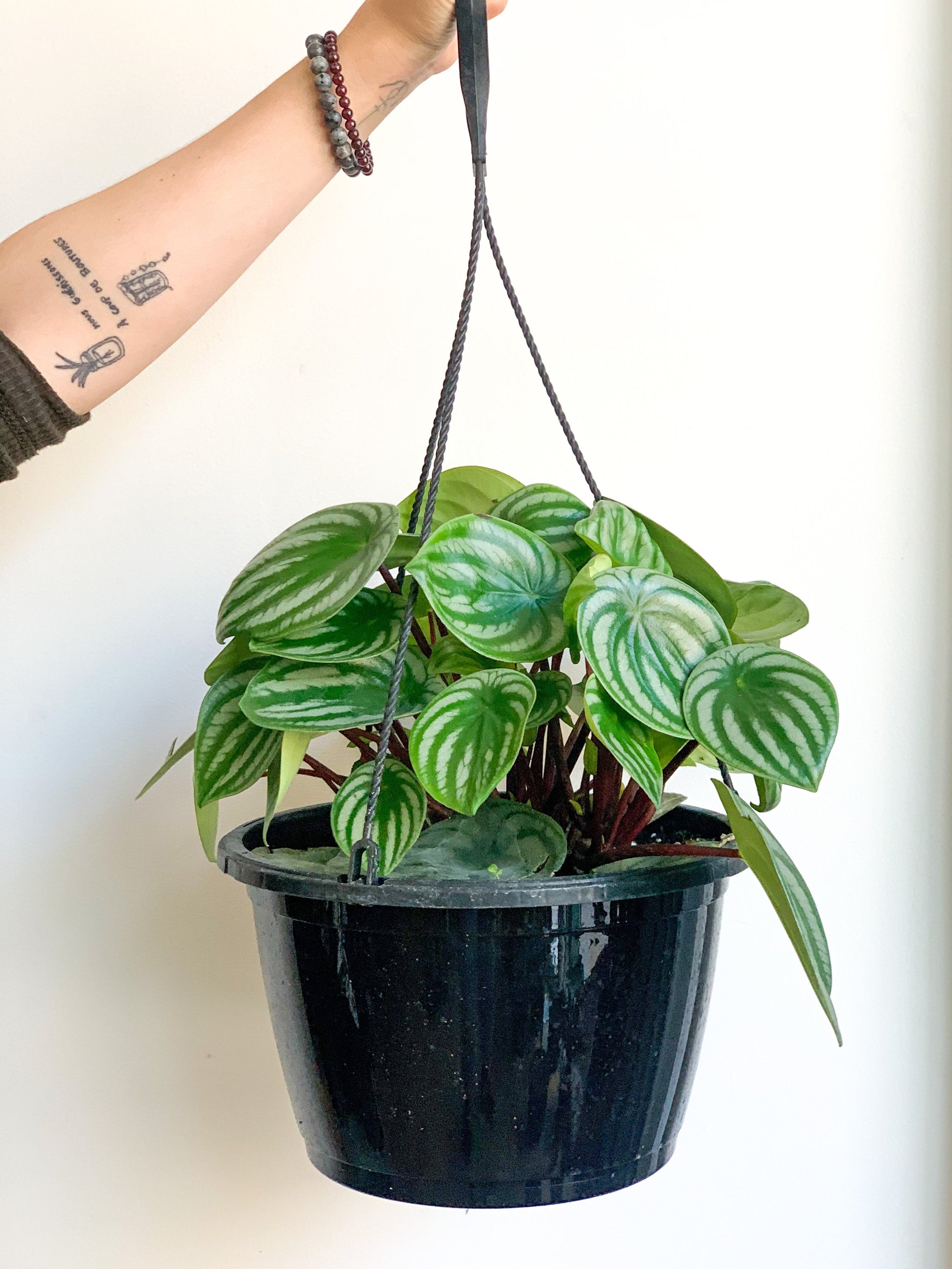 Winnie (Peperomia) 10 Po. Panier Suspendu