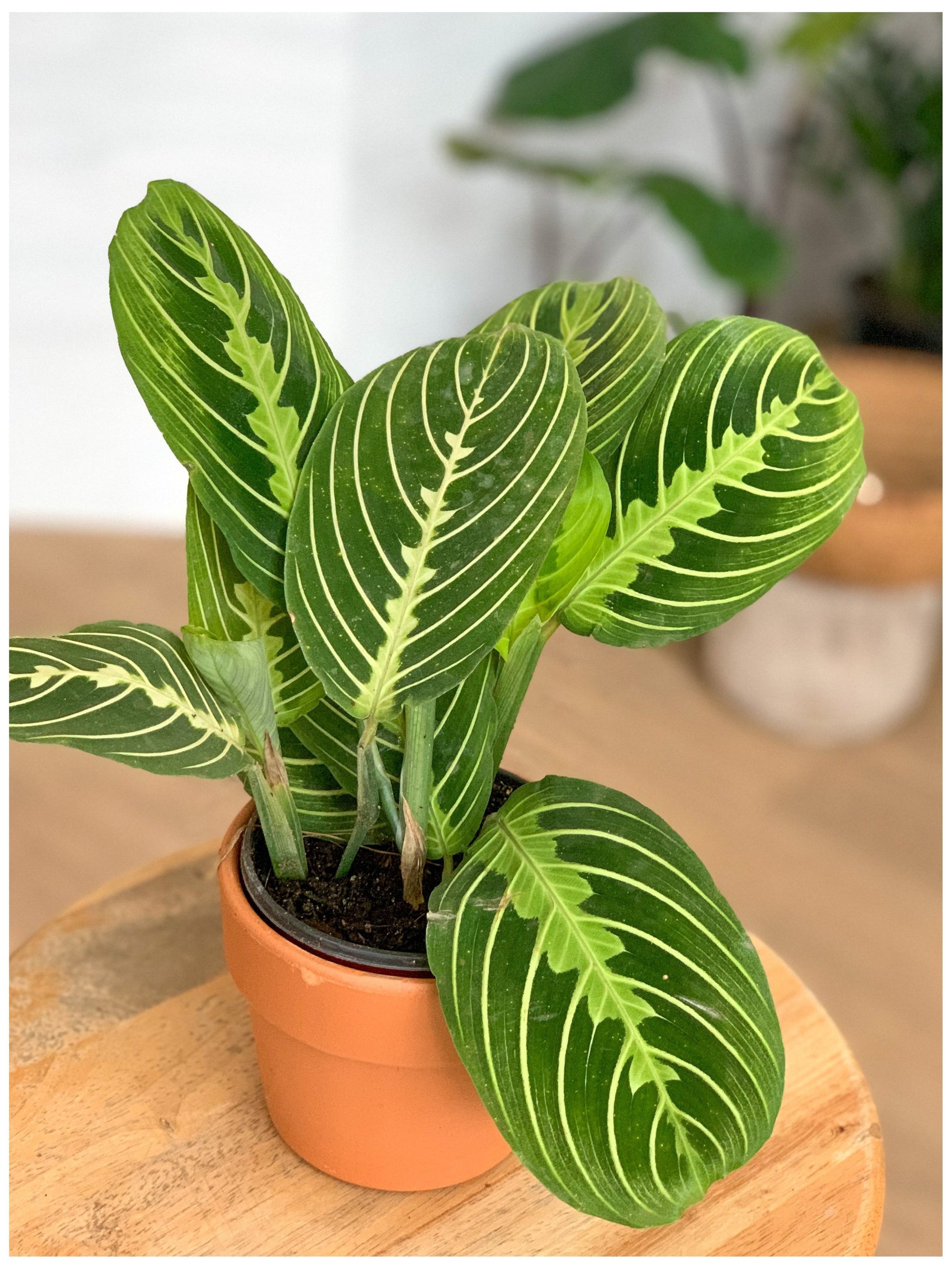 Marion (Maranta) 4 Po.