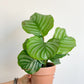 Oskar (Calathea)