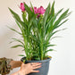 Colette (Curcuma)