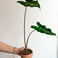Sarian (Alocasia) Plants