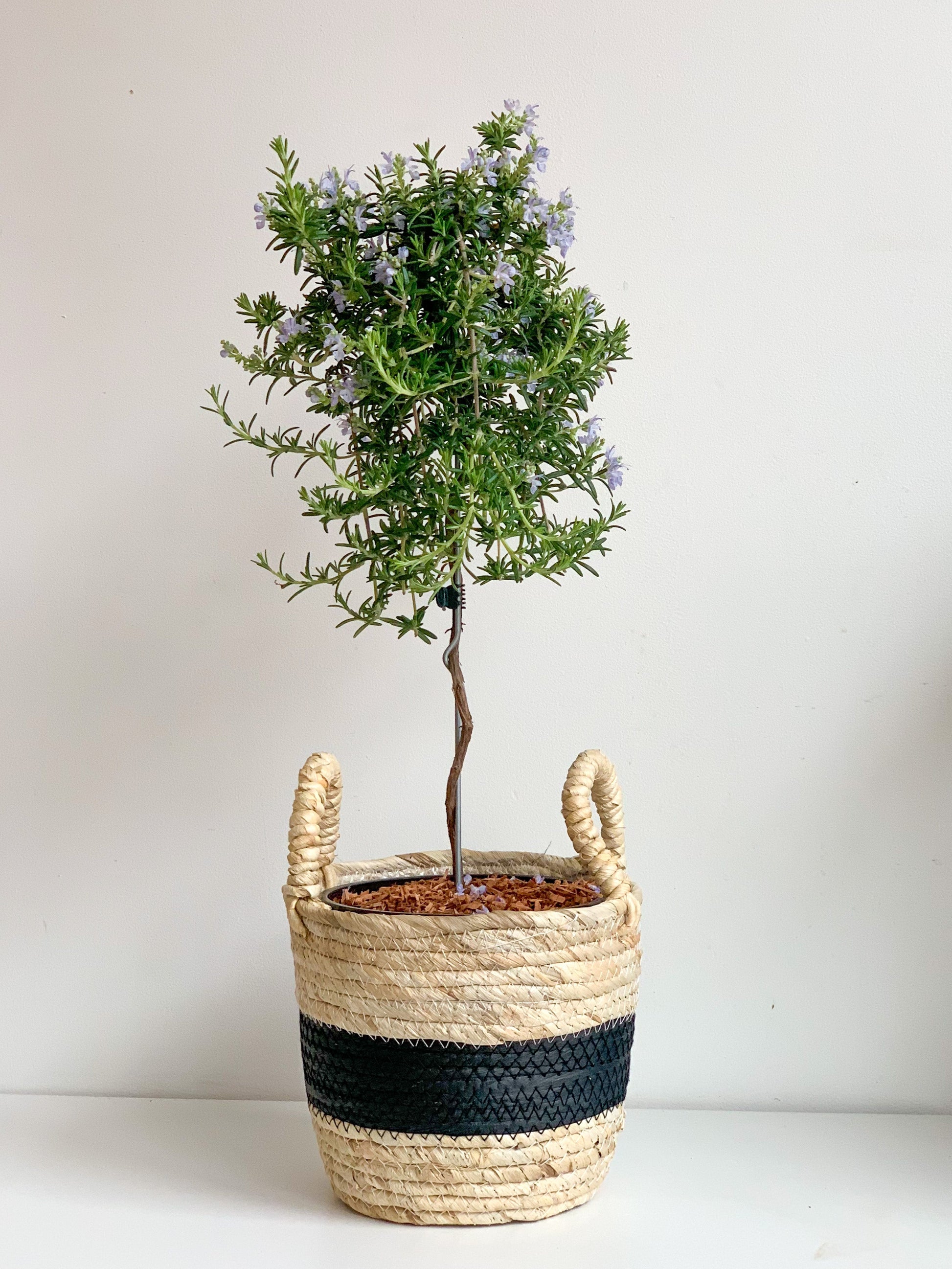 Rosemarie (Romarin) - 6 po. arbre