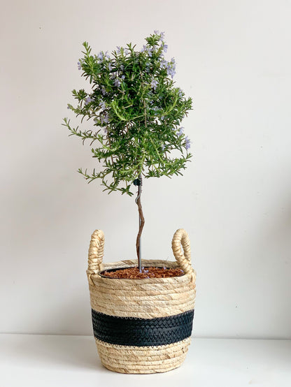 Rosemarie (Romarin) - 6 po. arbre
