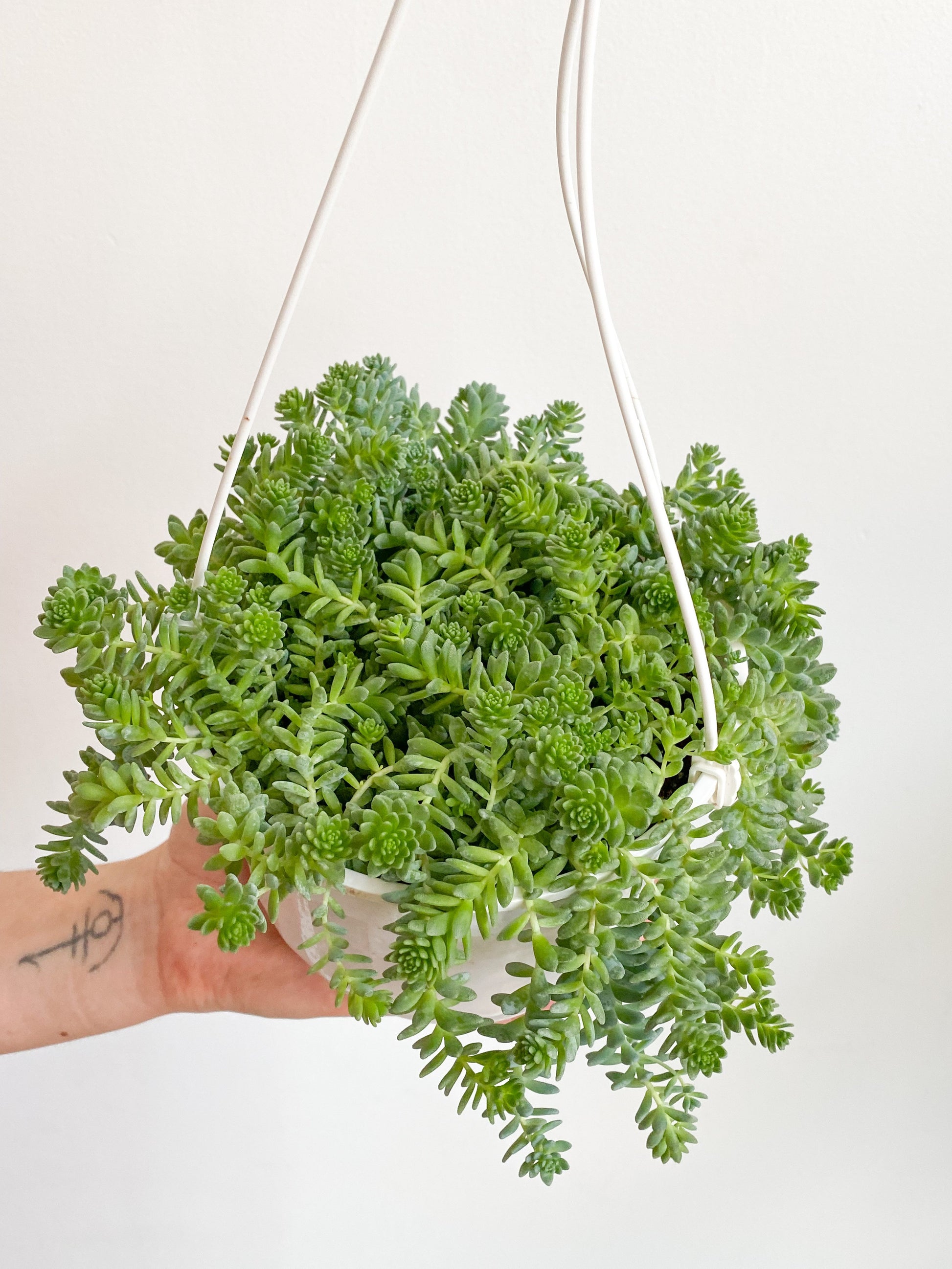 Delphine (Sedum)