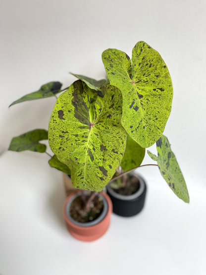 Mojito (Colocasia)