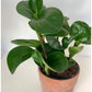 Octave (Peperomia)