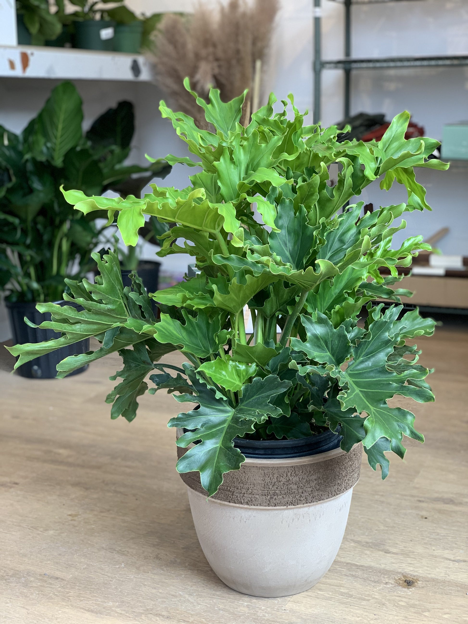 Selloum (Thaumatophyllum) 10 Po.