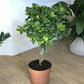 Gardenia 8 Po.