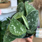 Pierre (Scindapsus) 4 Po.