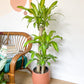 Mallorie (Dracaena)