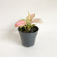 Lucie (Aglaonema) - 5 po.
