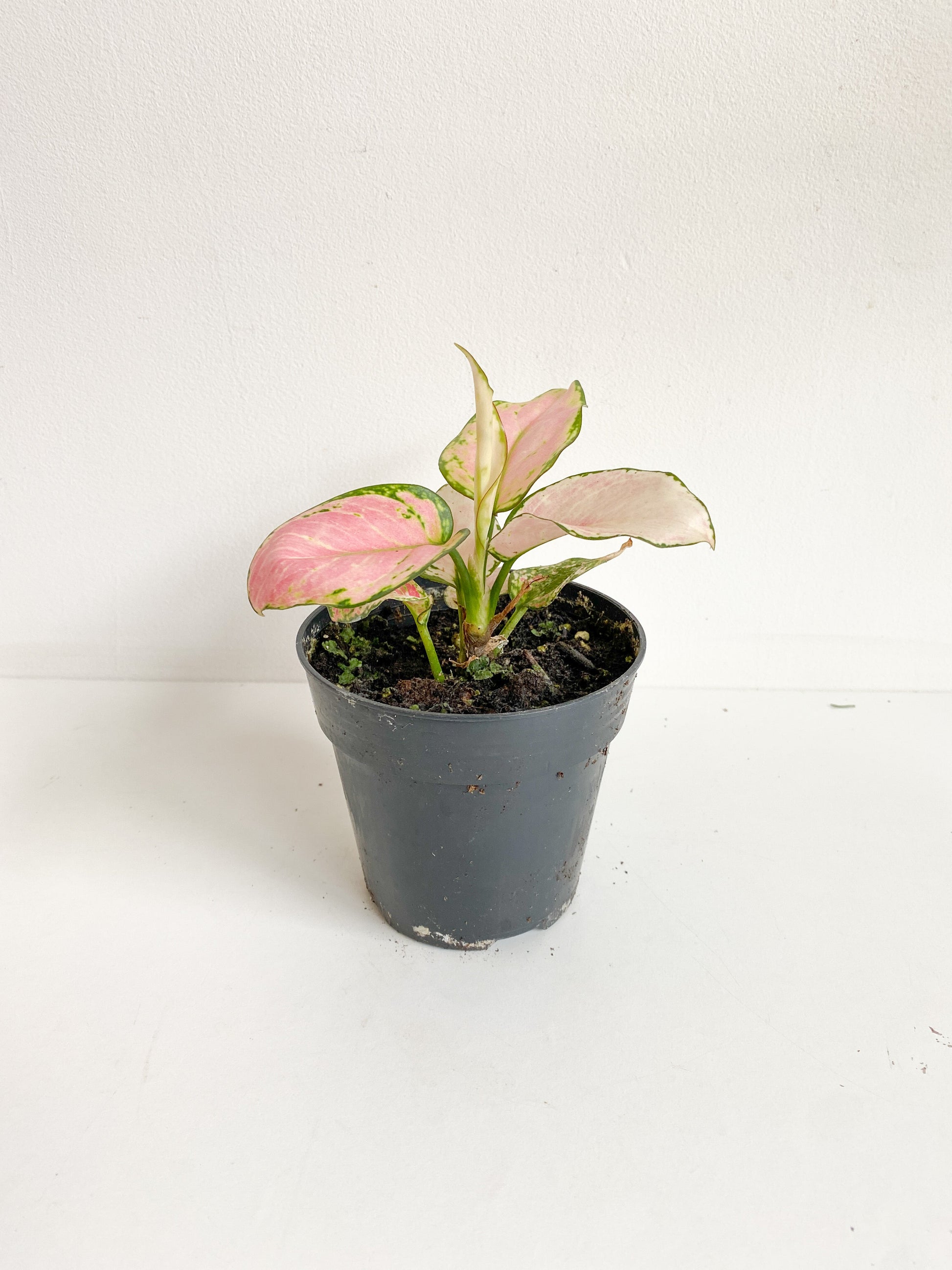 Lucie (Aglaonema) - 5 po.