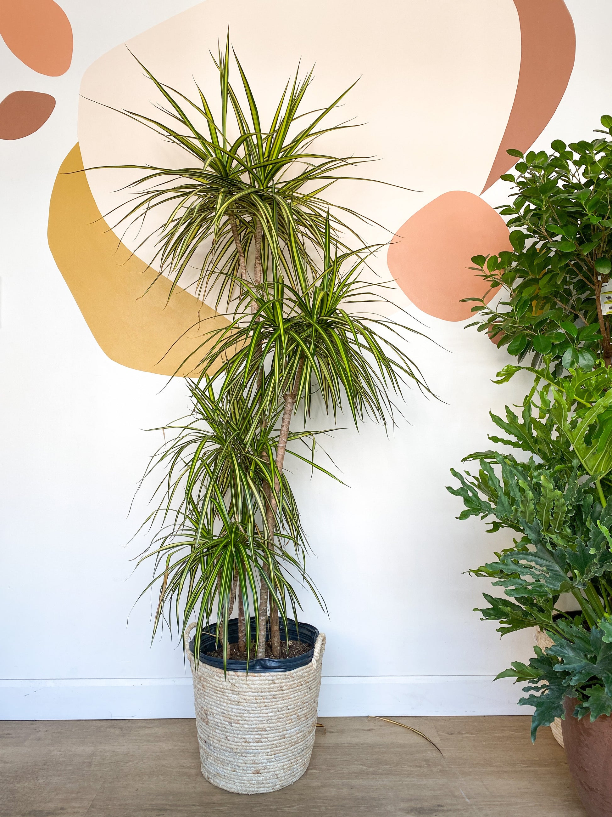 Raymond (Dracaena) - 14 po.