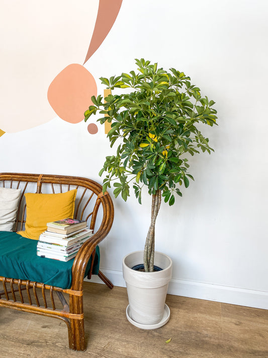 Suzie (Schefflera) - 10 po. (tressé)
