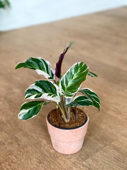 Polina (Calathea)