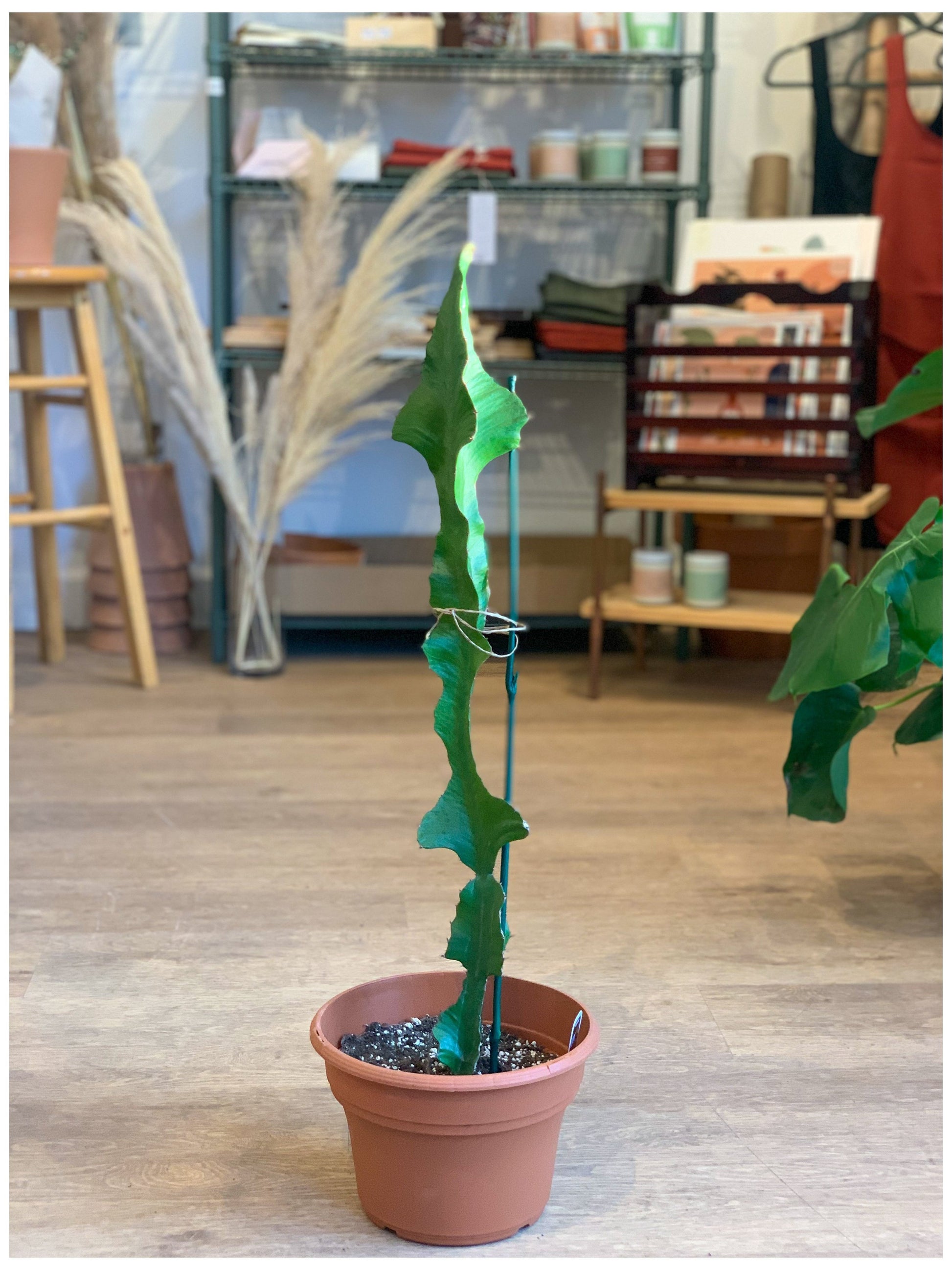 Euphorbe (Cactus) 8 Po.