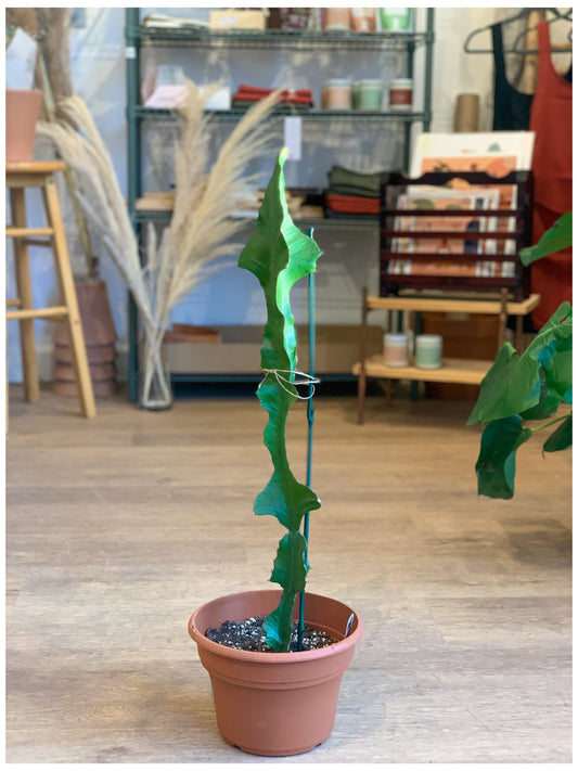 Euphorbe (Cactus) 8 Po.