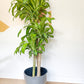 Mallorie (Dracaena) - 10 po.