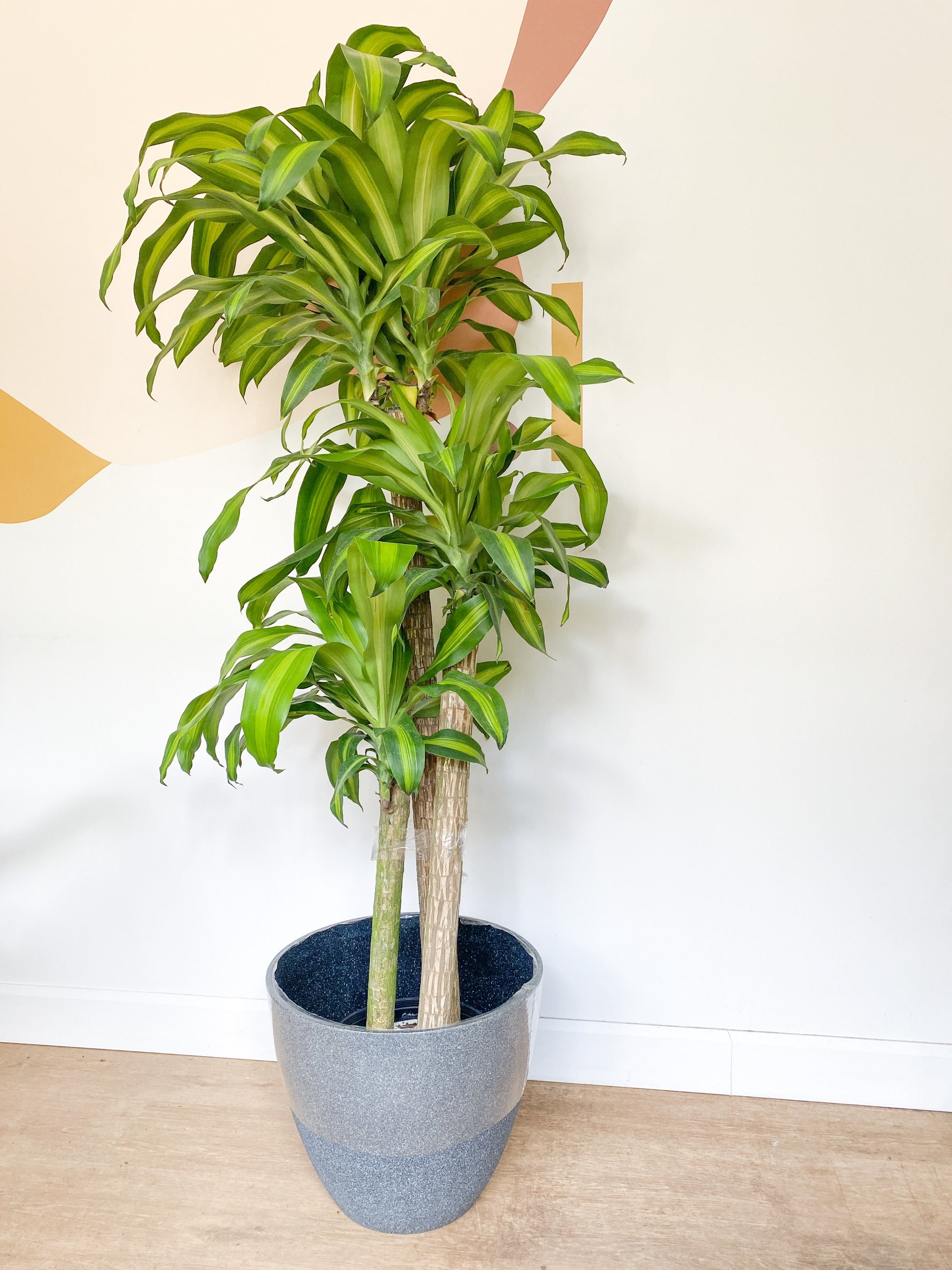 Mallorie (Dracaena) - 10 po.