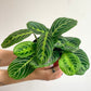 Marion (Maranta)