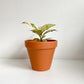 Shivereana (Ficus) - 4 po.