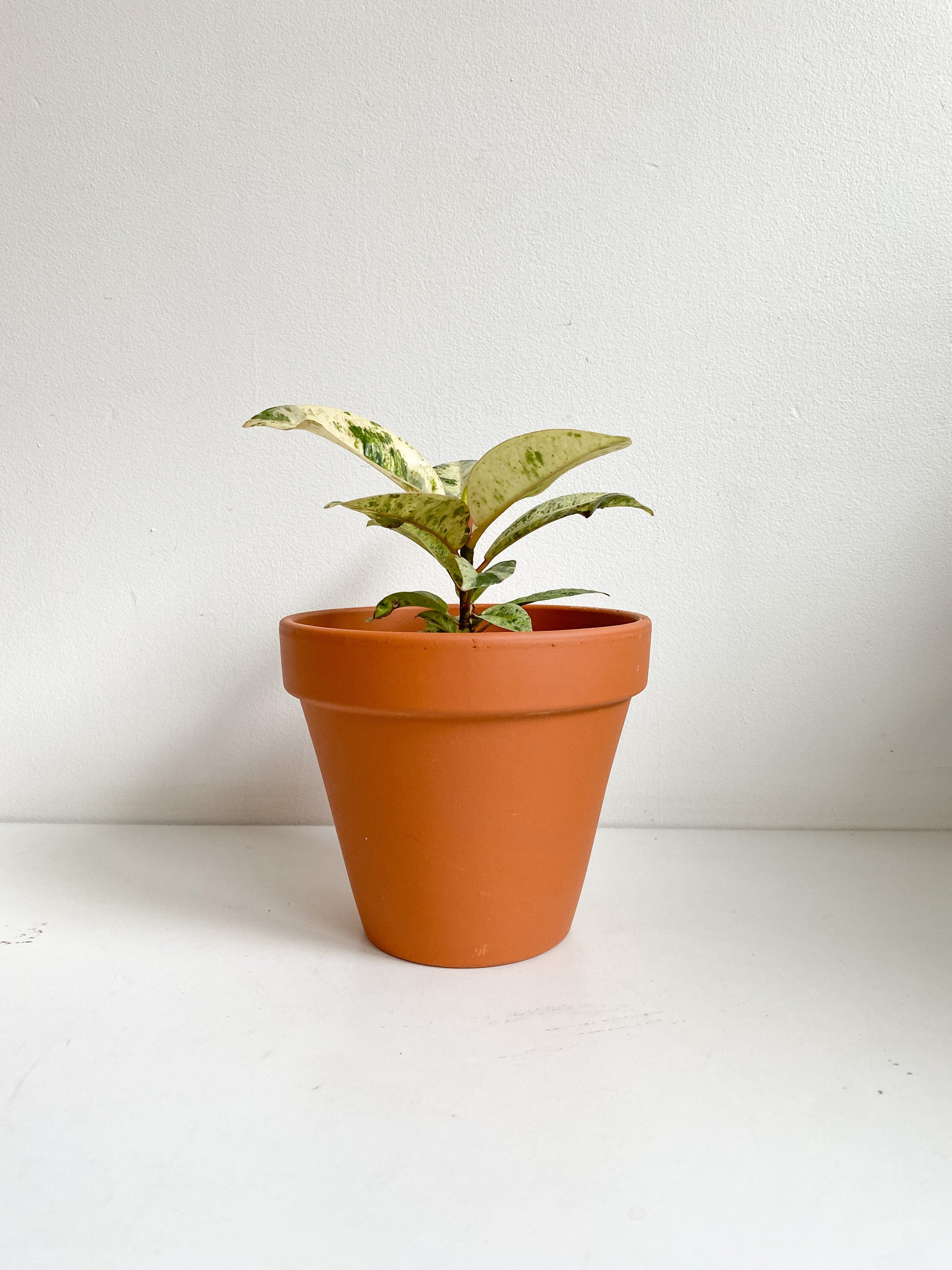 Shivereana (Ficus) - 4 po.