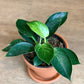 Birkin (Philodendron)