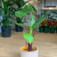Michael Scott (Alocasia)