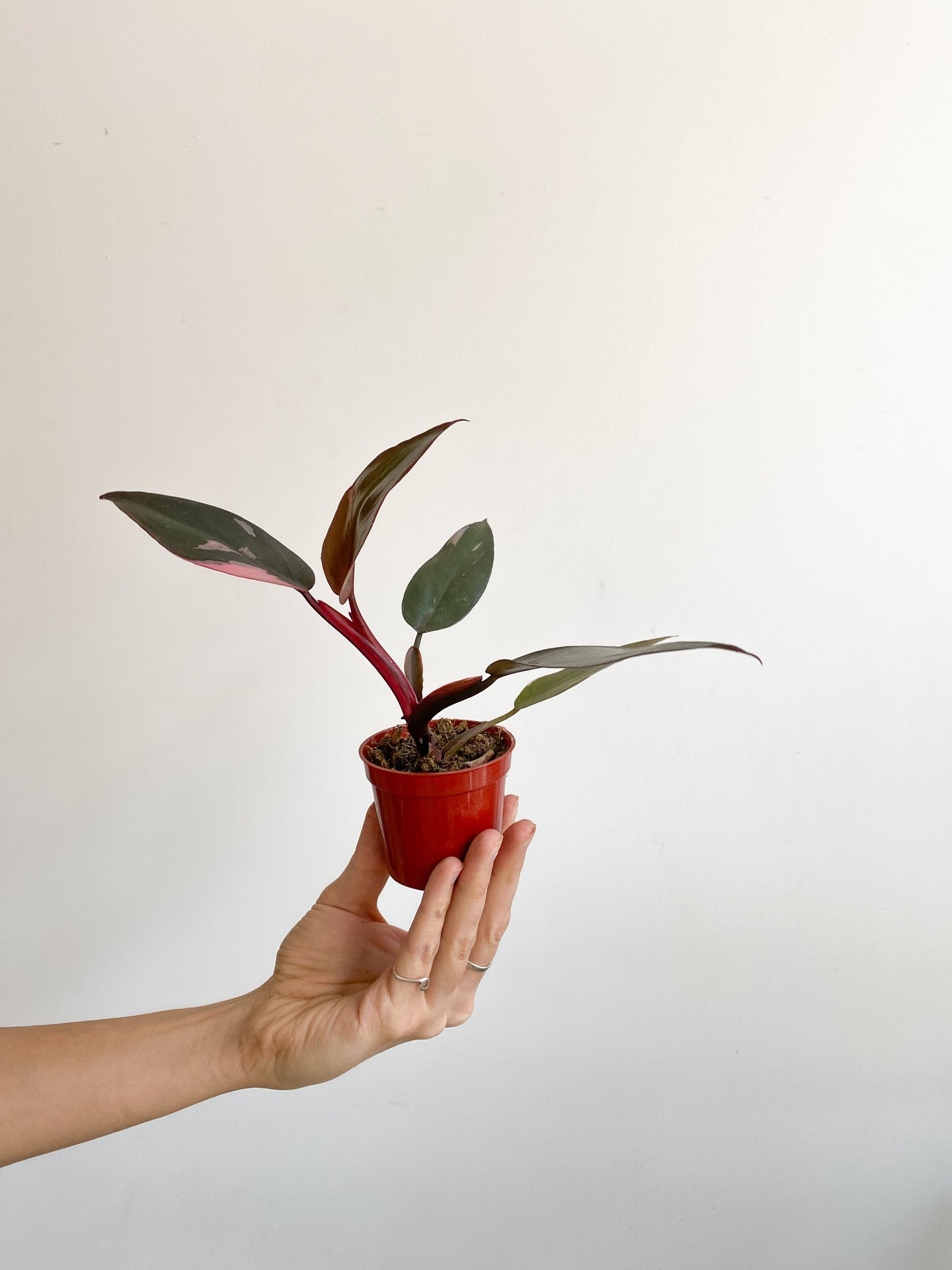 Pink (Philodendron) - 2.5 po.