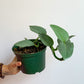 Hassim (Philodendron)
